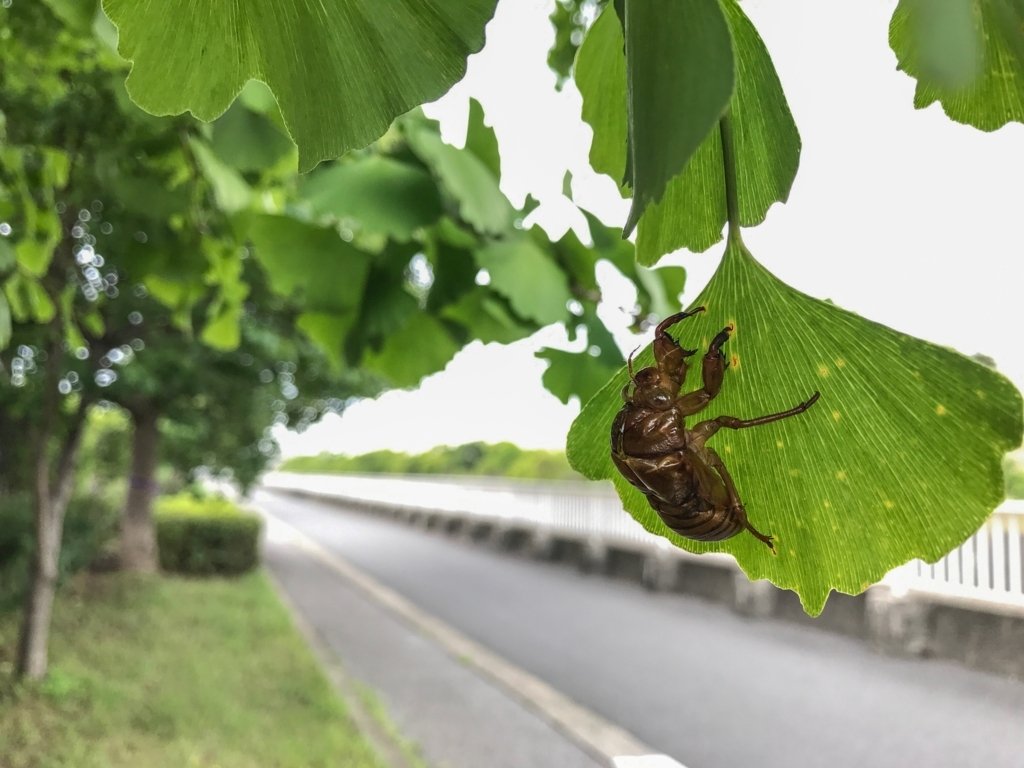 Cicadas Molt 