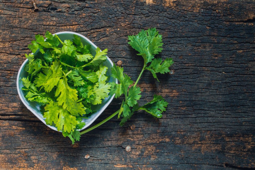 Cilantro Fresh Leaves