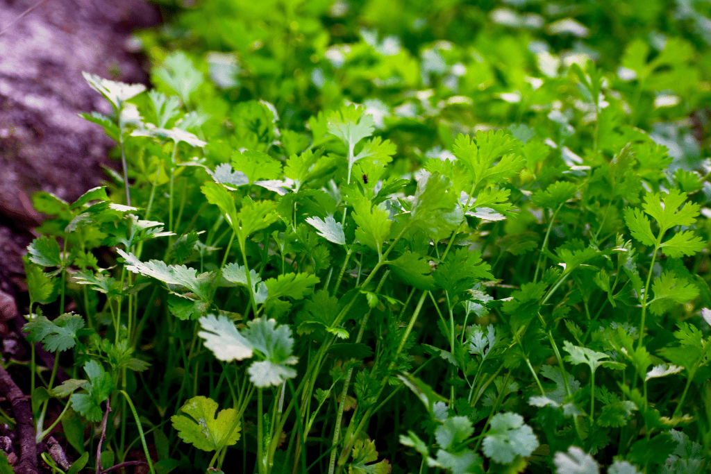 how often to water cilantro