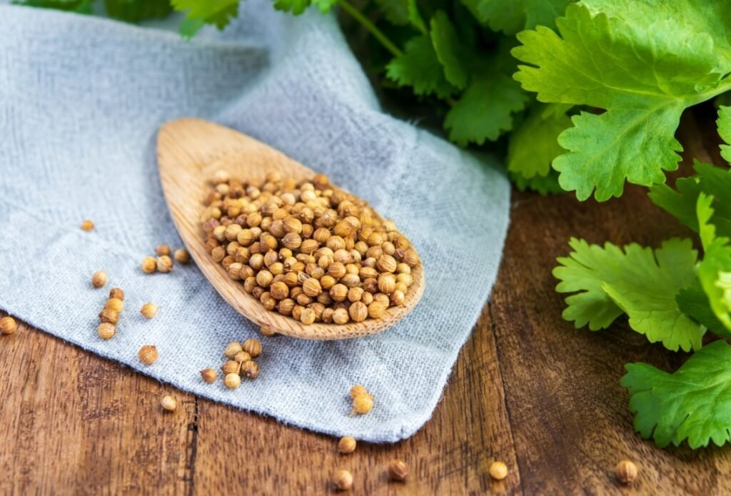 Cilantro Seeds 