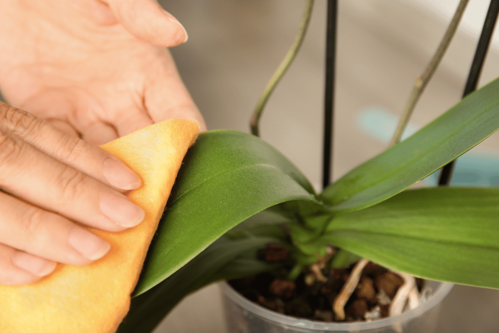 Cleaning Orchid