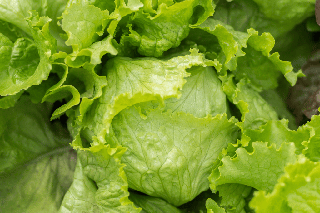 Common Lettuce