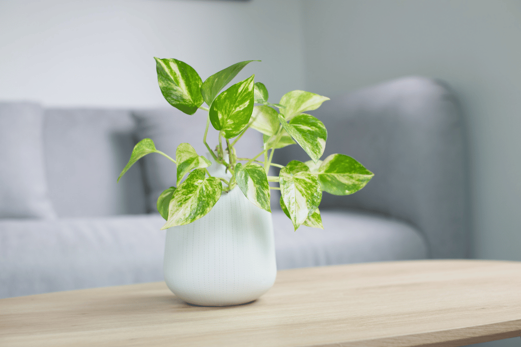 Conditions Do Pothos Need