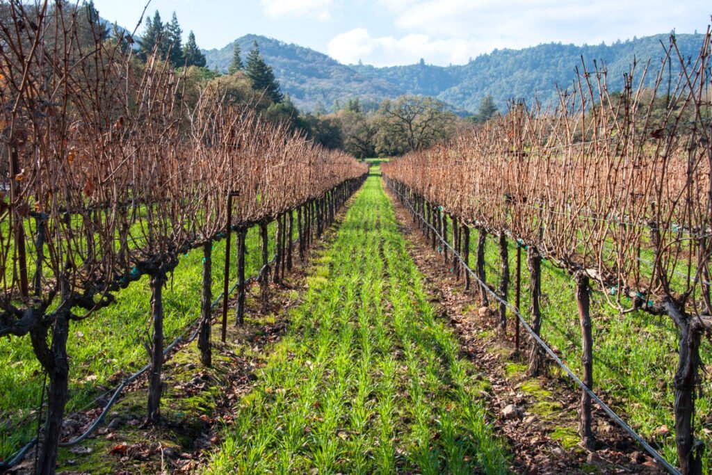 Cover Crops and Green Manure