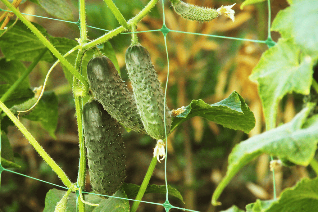 Cucumbers