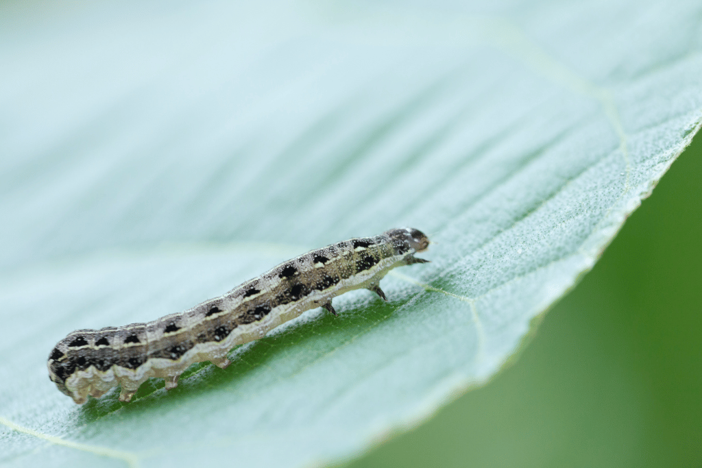 Cutworms and Millipedes