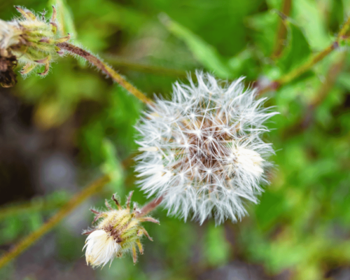 plants that look like dandelion leaves