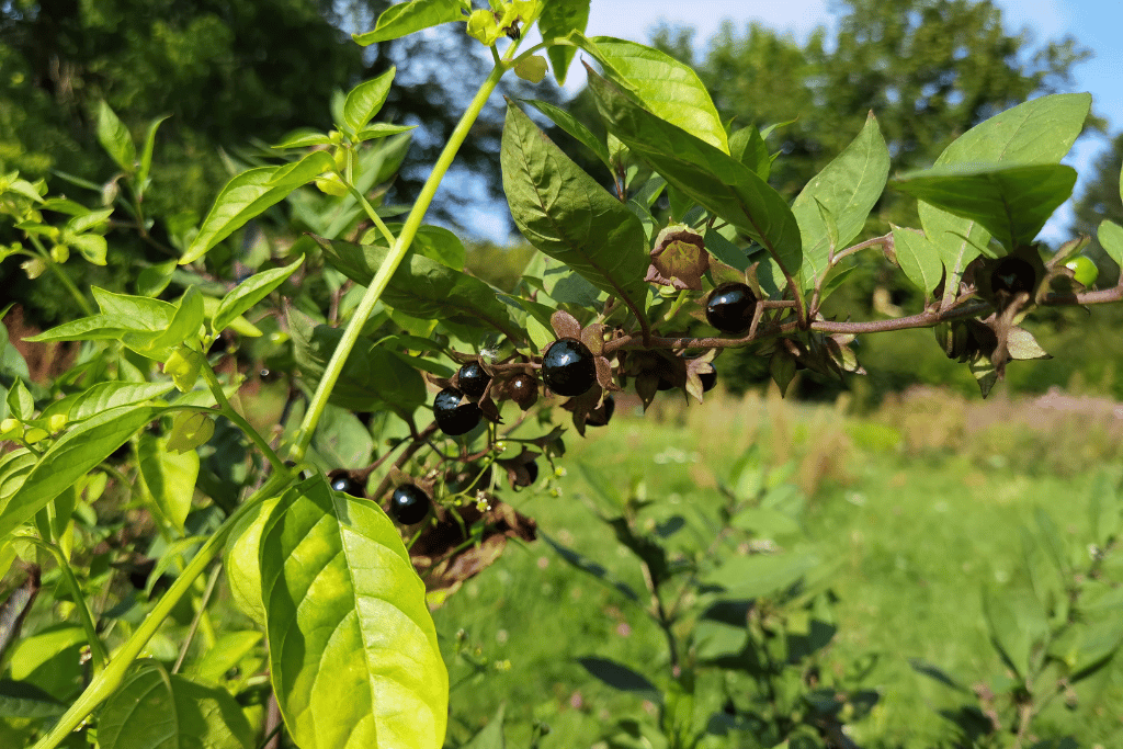 Deadly nightshade