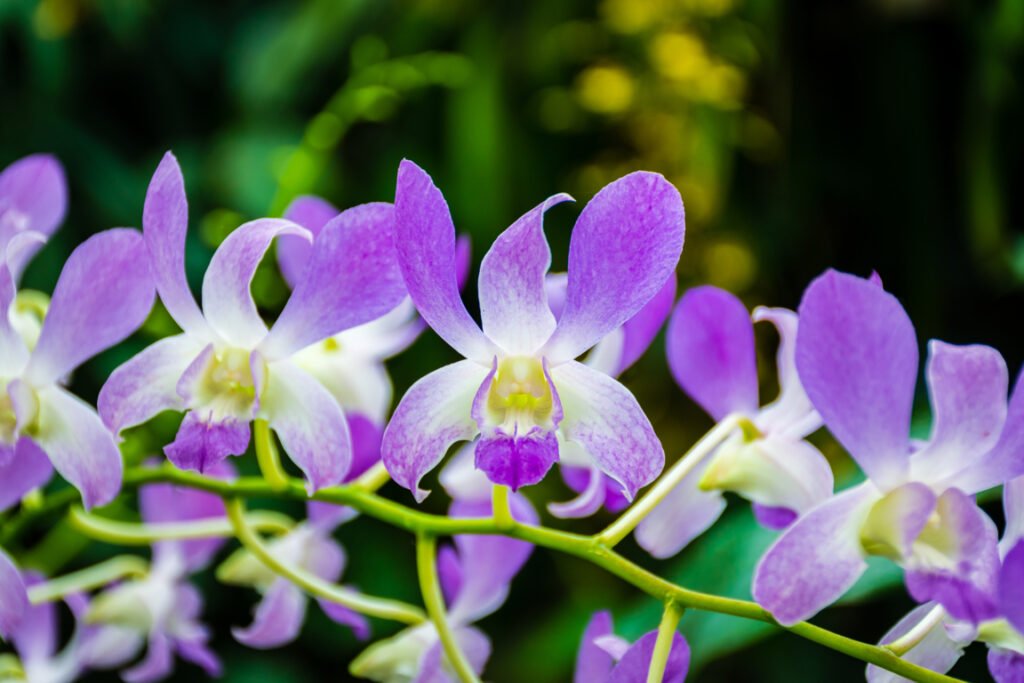 Dendrobium orchid