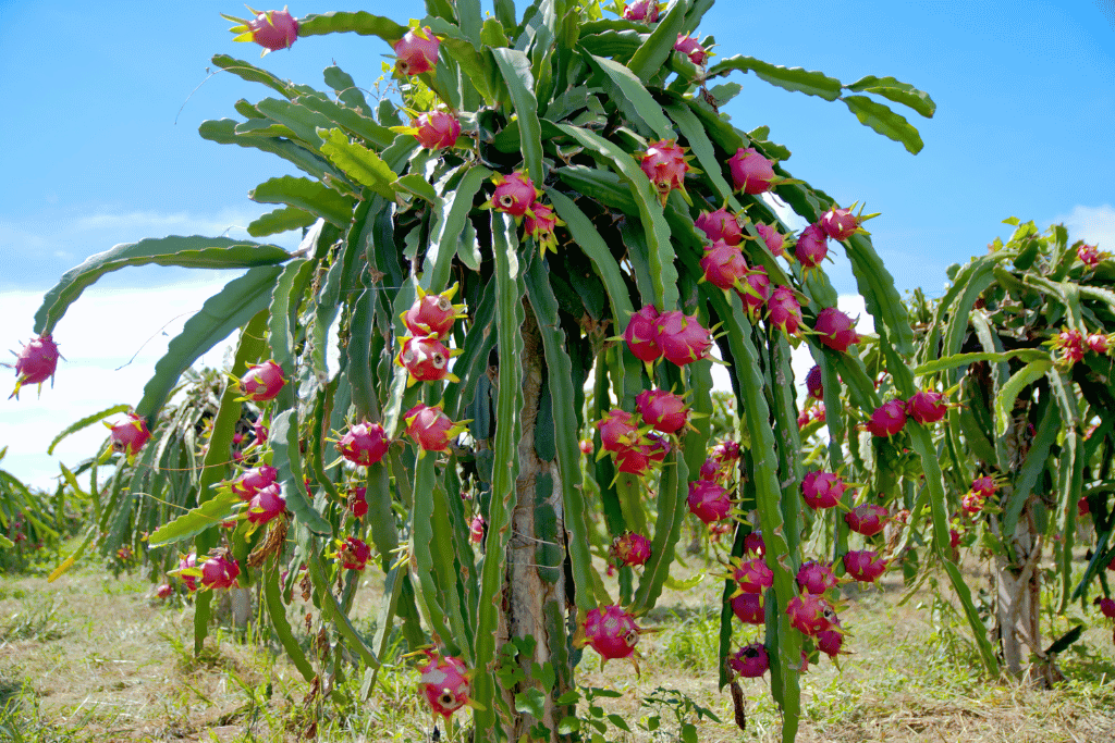 Dragon Fruit Cactus