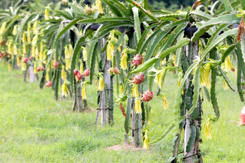 Dragon Fruit Plant Bloom