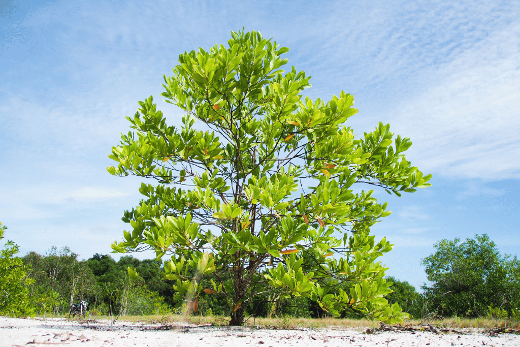 Drought Tolerant Trees