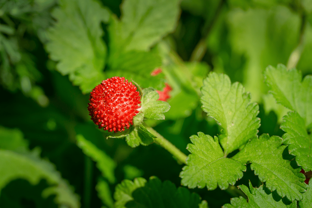 Duchesnea Indica