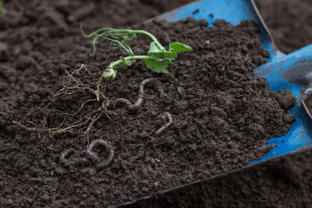 Earthworms or Red Wigglers