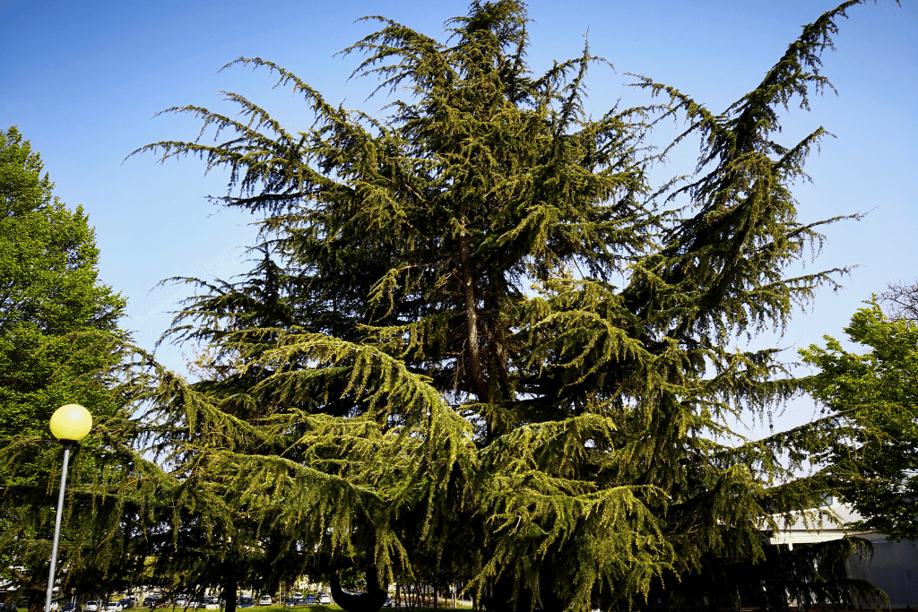 Eastern red cedar