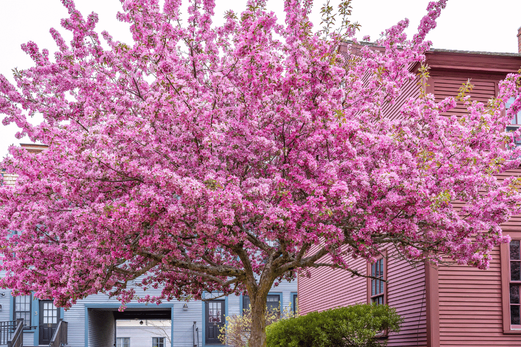 Eastern redbud