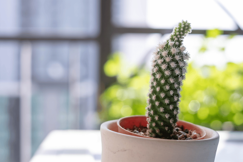 etiolation cactus