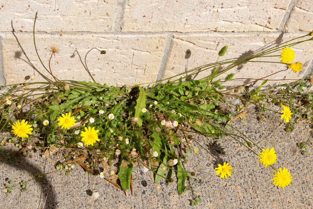 False Dandelion