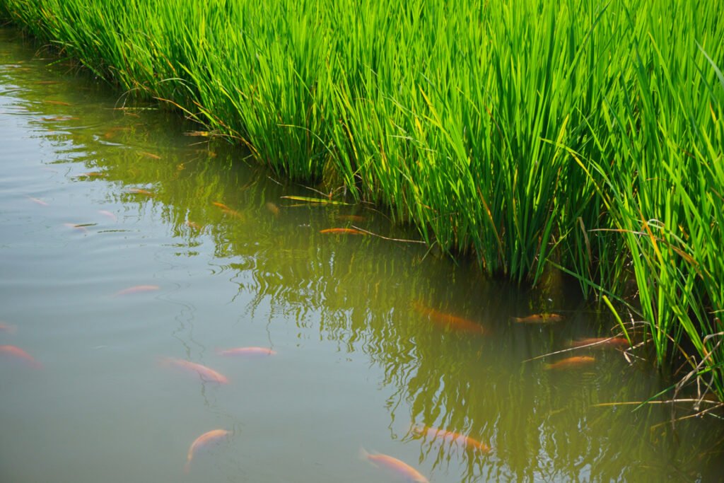 Fish Farming Polyculture