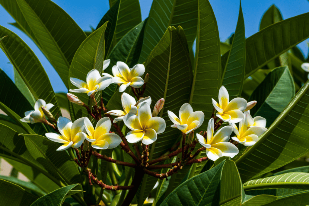 Fix Plumeria Yellowing of Leaves