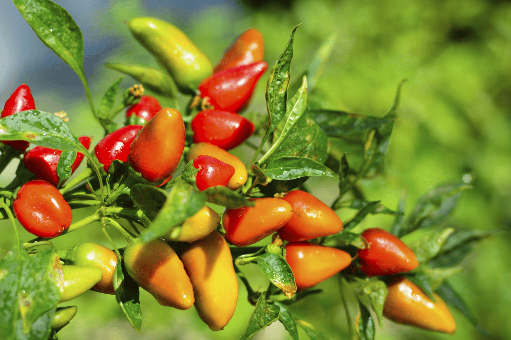 Fresno peppers