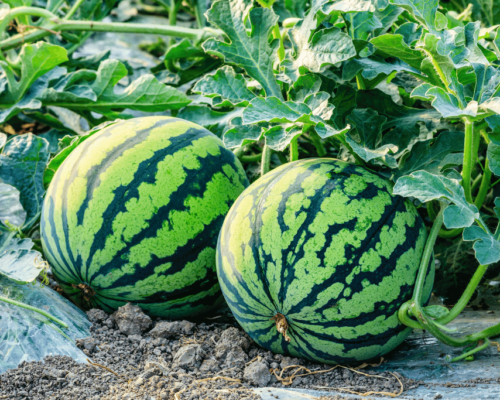 watermelon growing stages