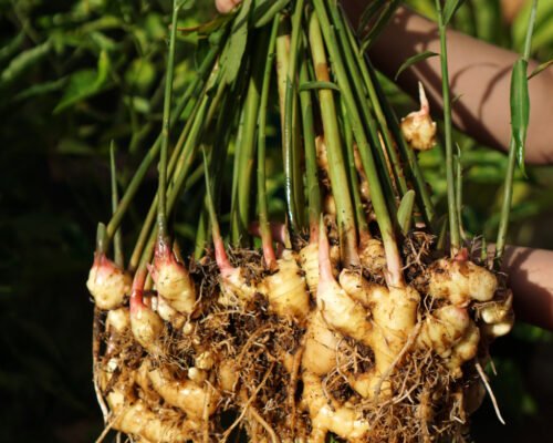 ginger companion plants