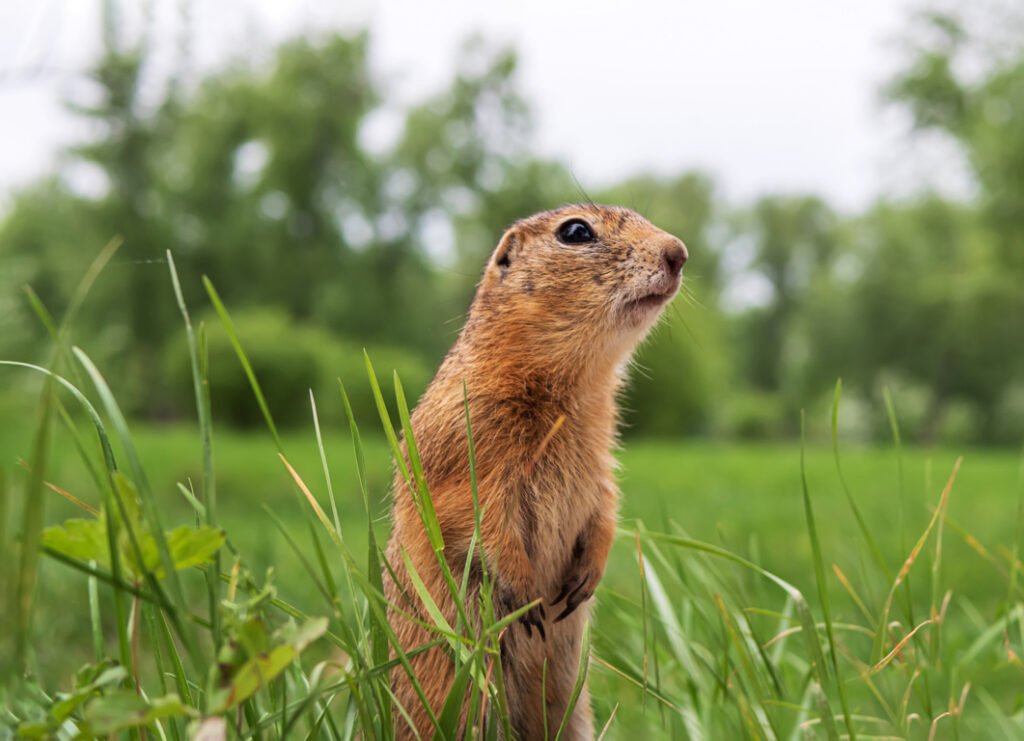 Gophers in Lawn