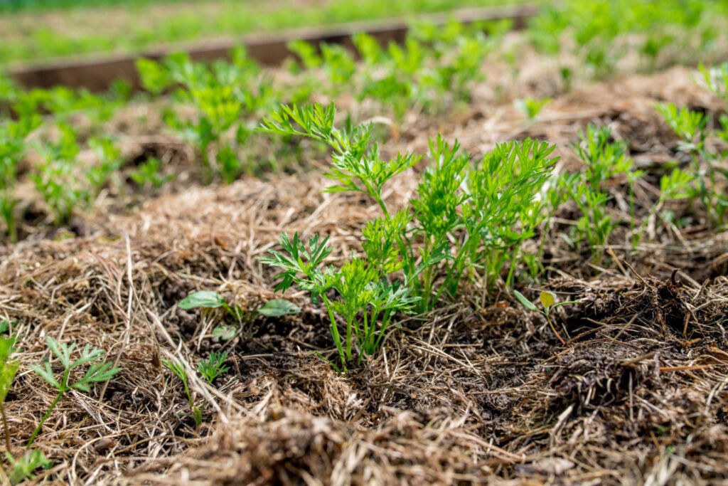 Grass Clippings Mulch