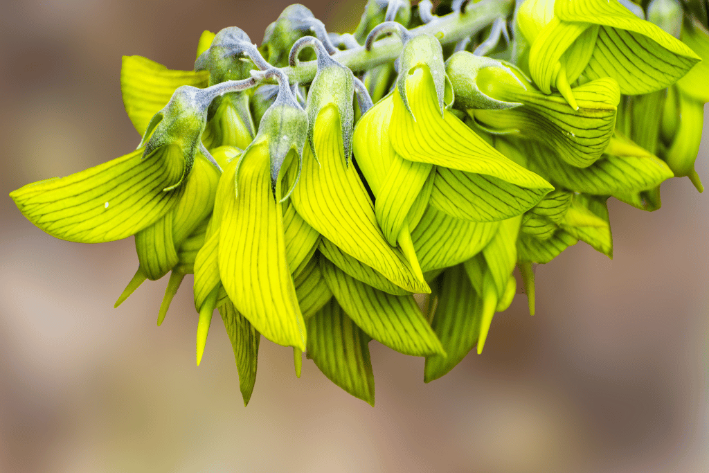 Green Bird Flower 