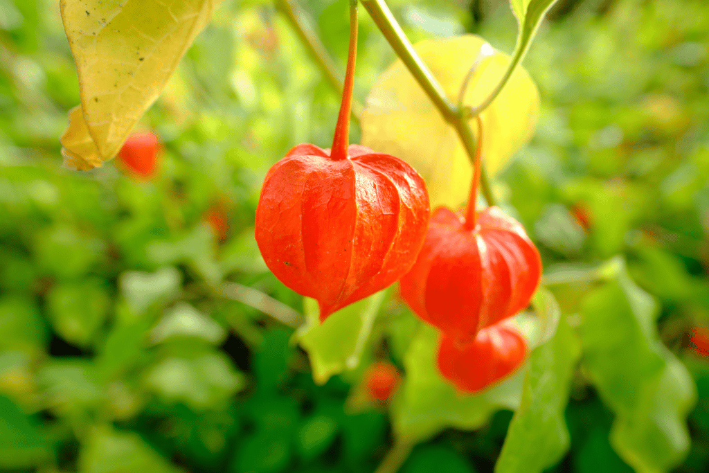 Ground cherry