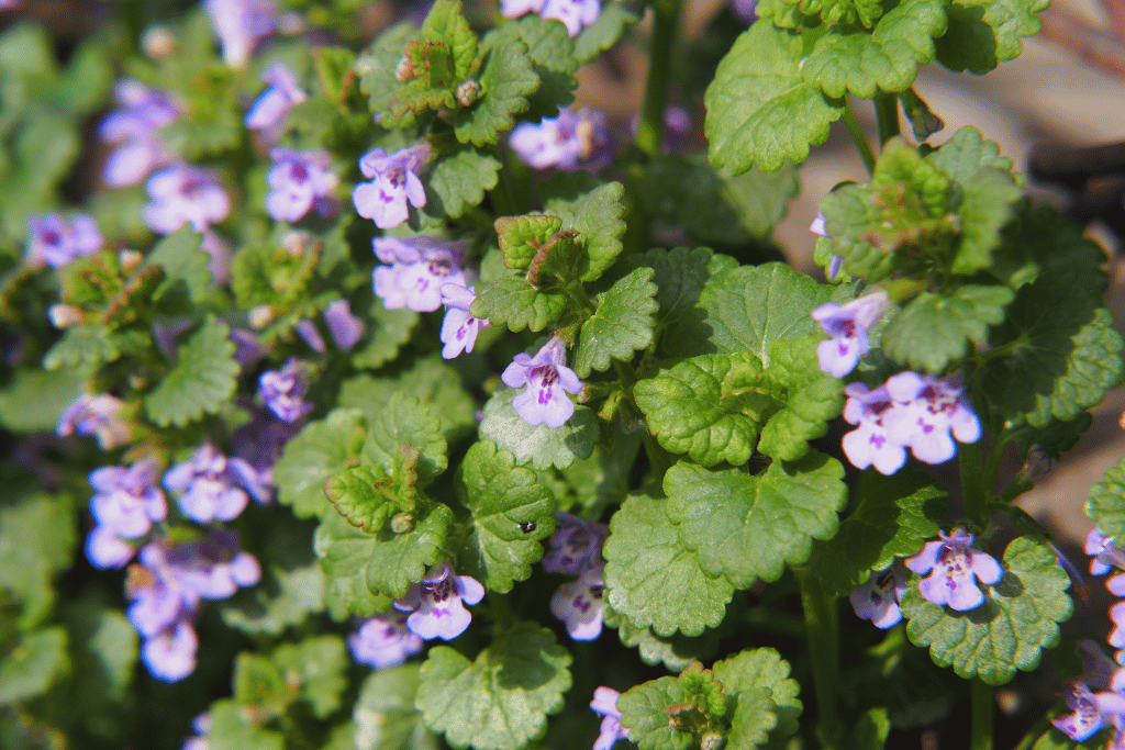 Ground ivy