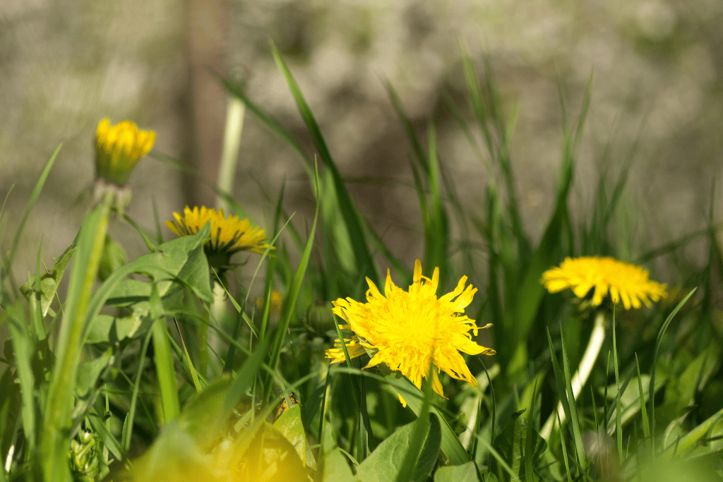 Grow Dandelions