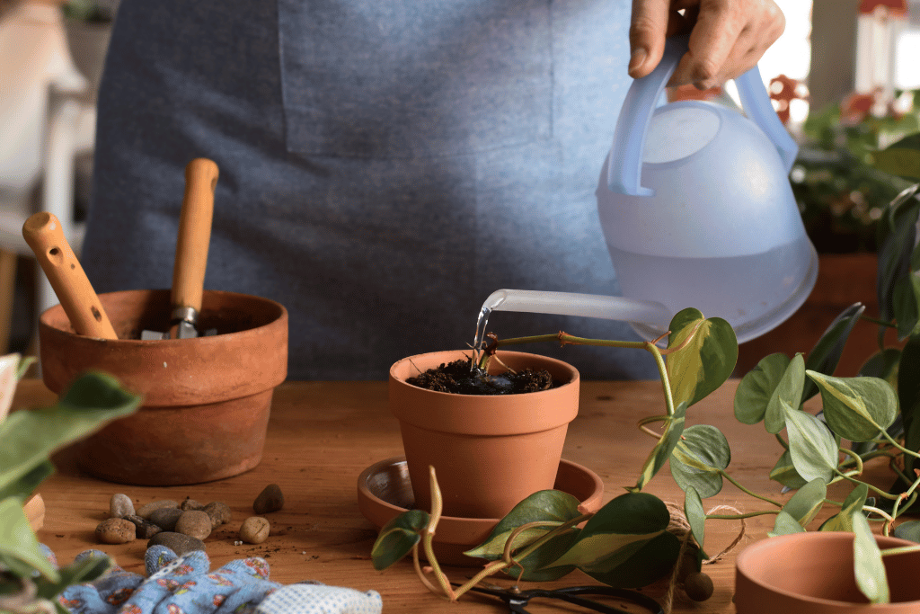 Growing Pothos in Pot