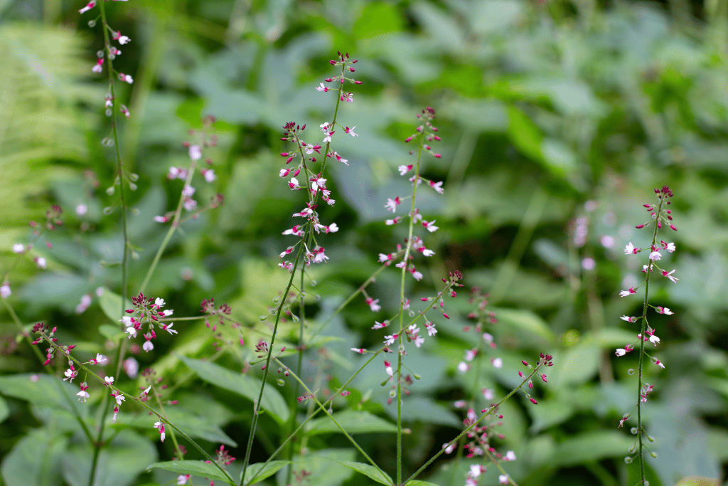 Hairy nightshade