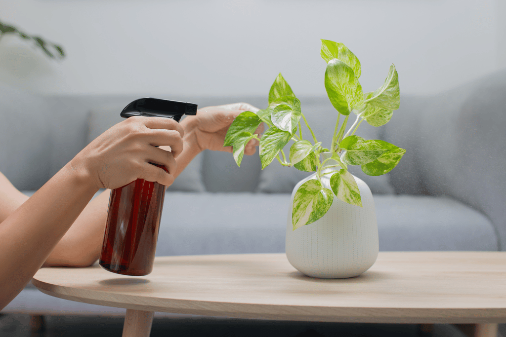 Harlequin Pothos Care