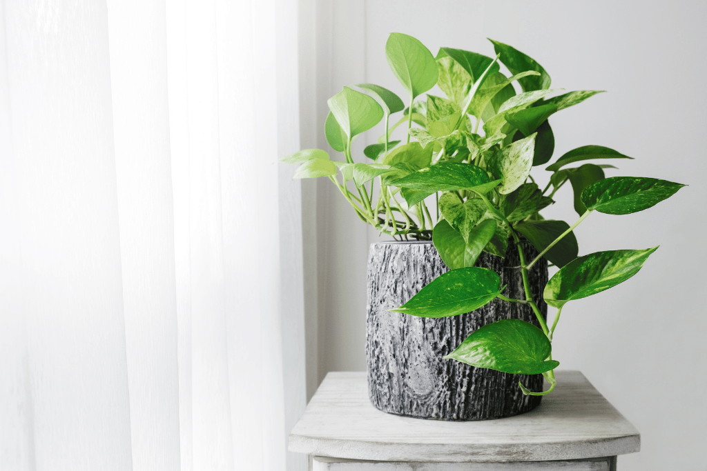 Harlequin Pothos 