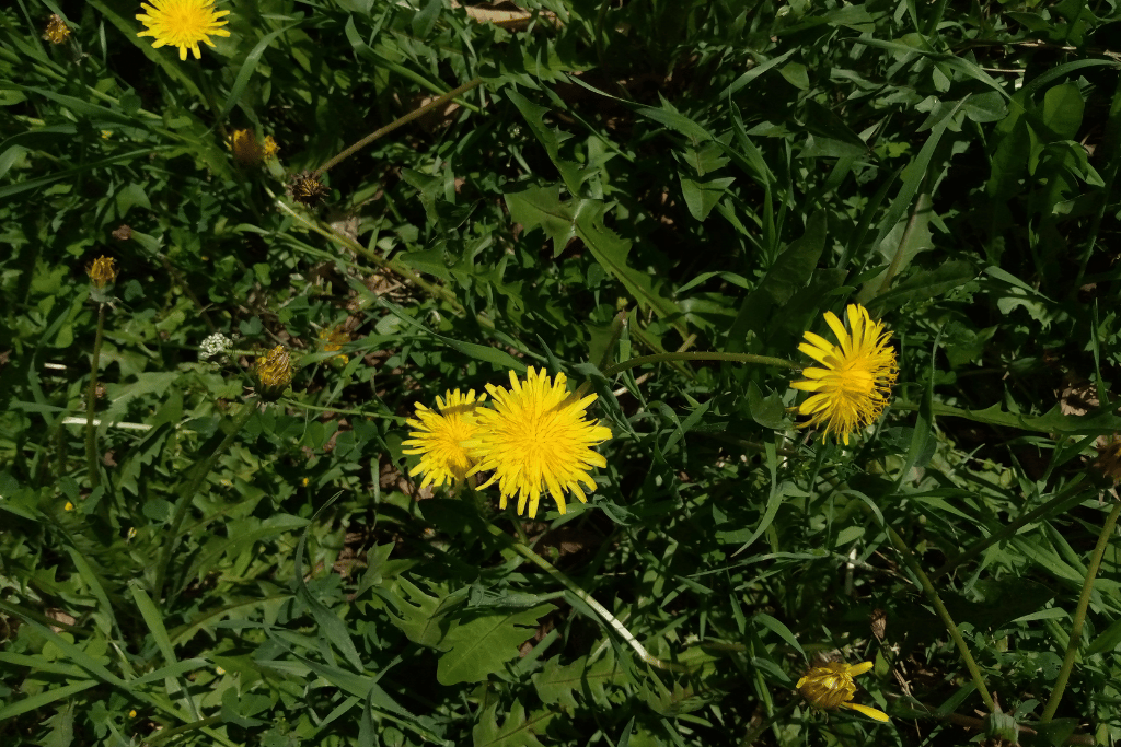 Hawkbit