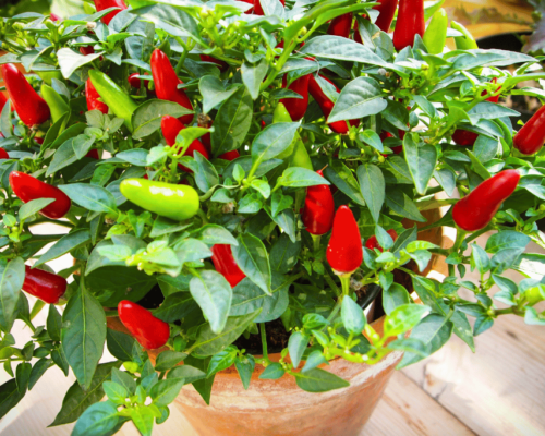 peppers that grow upwards