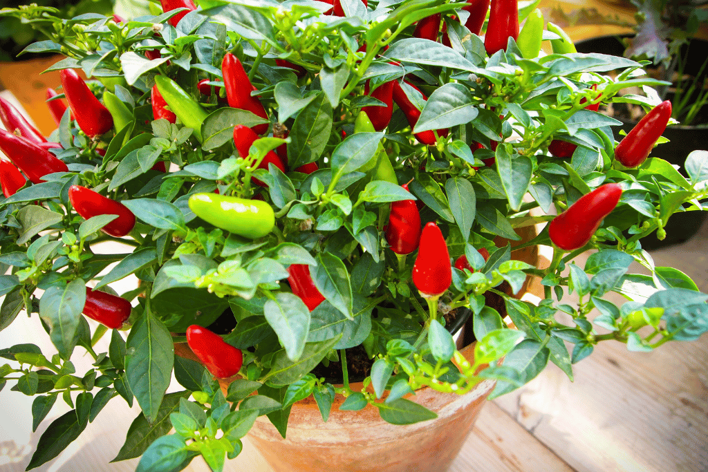 peppers that grow upwards