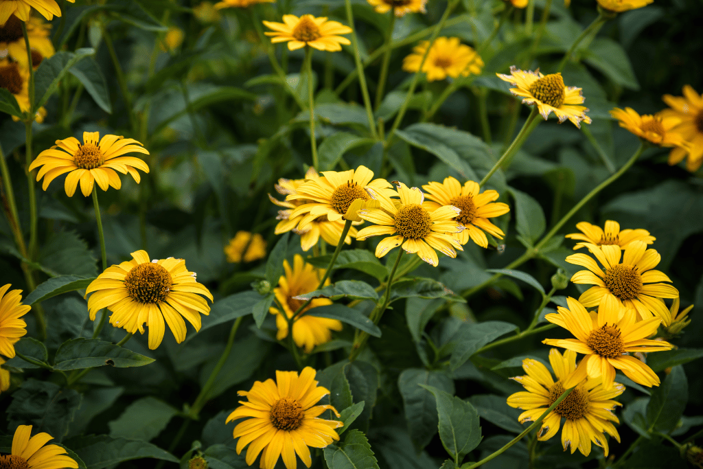 Heliopsis