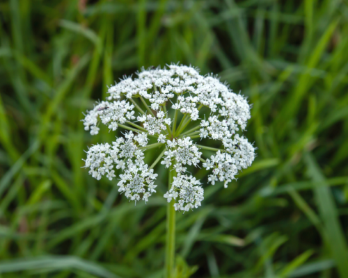 plants that look like poison hemlock