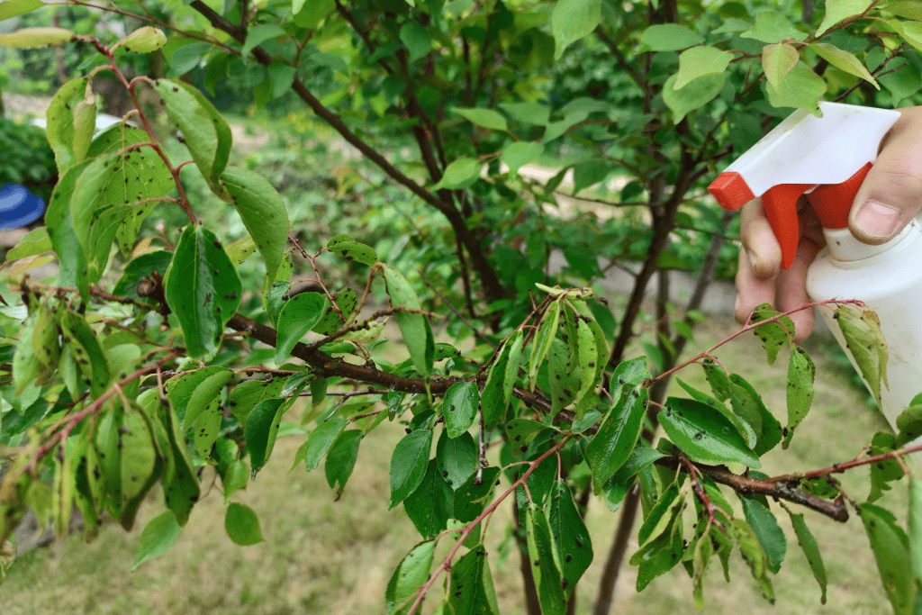 Homemade Spray for Bugs