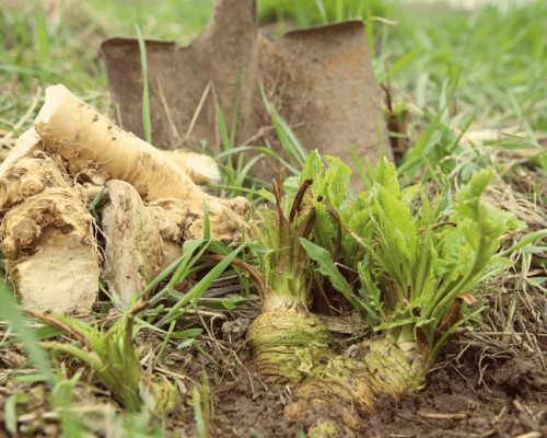 companion planting horseradish