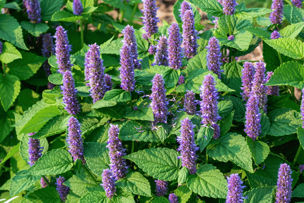 Hyssop