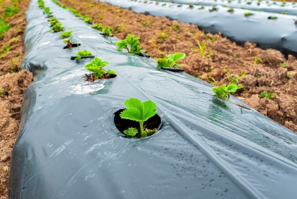 Inorganic Mulch