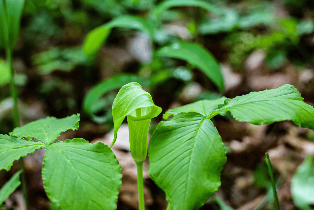 Jack-in-the-pulpit