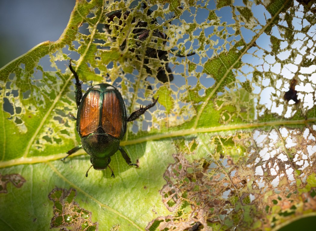 june bug vs japanese beetle