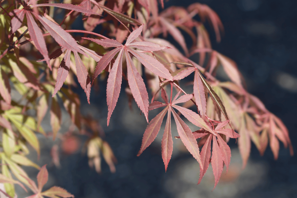 Japanese Maple (Acer palmatum)