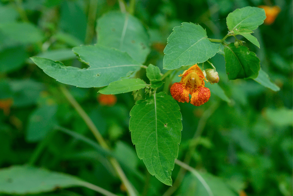 Jewelweed